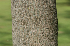 Elaeocarpus angustifolius